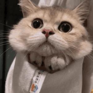 白峰美羽最好看的3部剧
